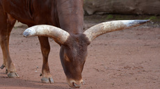 Watussi-Rind (1).jpg